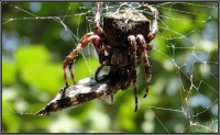 /album/fauna-na-chalupe-/pavucik-3-jpg1/